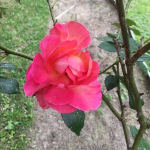 Meet your Posher, Phyllis